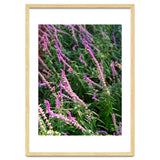 Lavender Flowers thumbnail