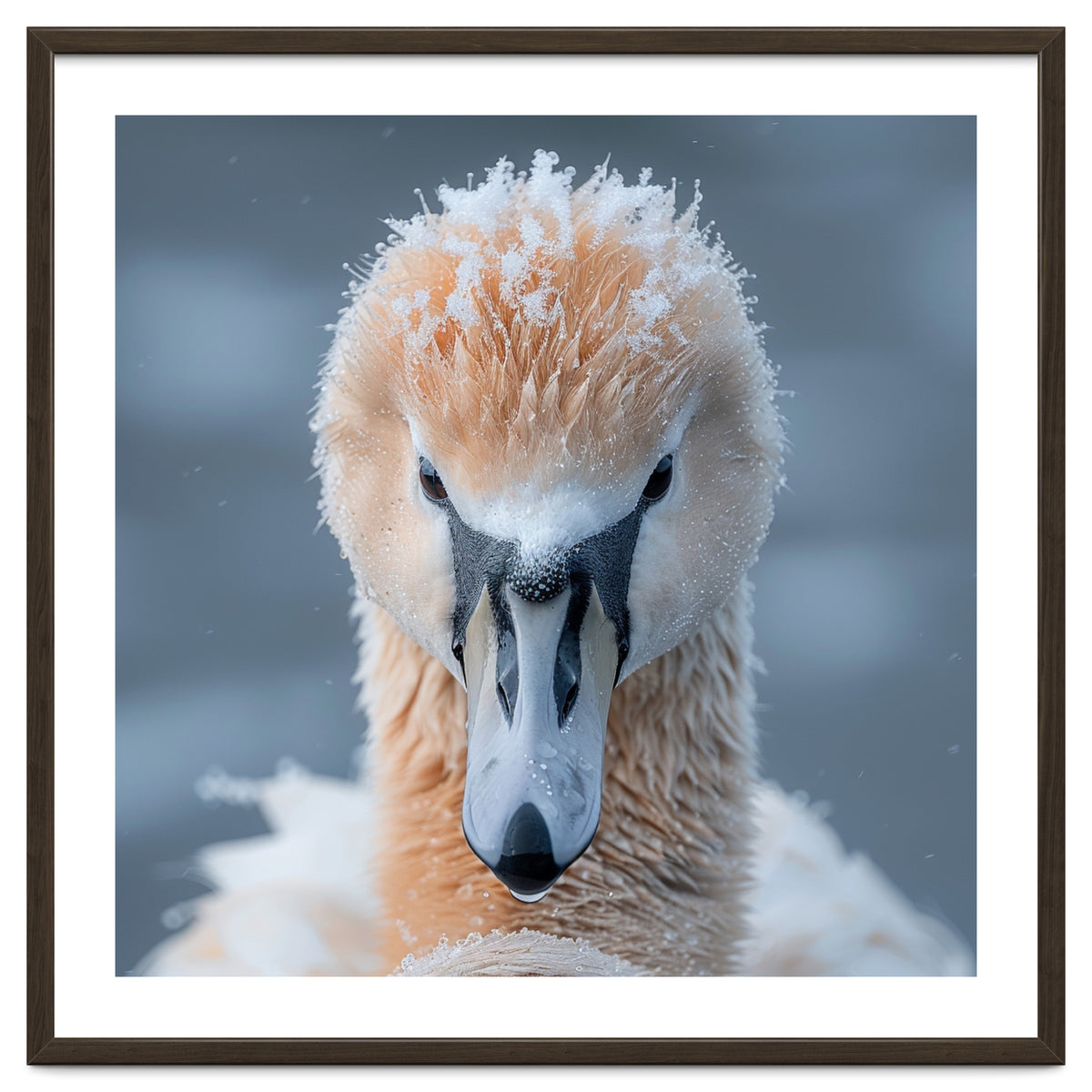Majestic Swan Covered In Frost And Snow