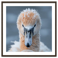 Majestic Swan Covered In Frost And Snow