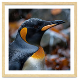 King Penguin In Rain With Water Drops thumbnail