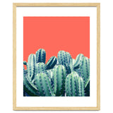 Cactus On Coral thumbnail