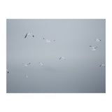 Flying seagulls in the winter sky (Print Only) thumbnail