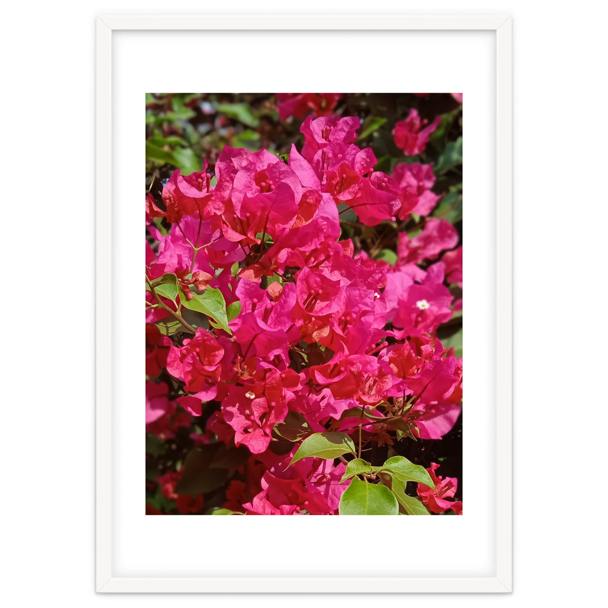 Pink Bougainvillea Flowers