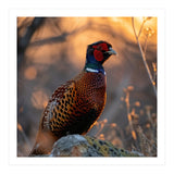 Pheasant Bird Standing On Rock Sunrise Light (Print Only) thumbnail