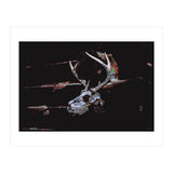 Deer Skull (Print Only) thumbnail