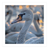 Majestic Swan Close Up With Water Droplets (Print Only) thumbnail