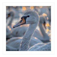 Majestic Swan Close Up With Water Droplets (Print Only)