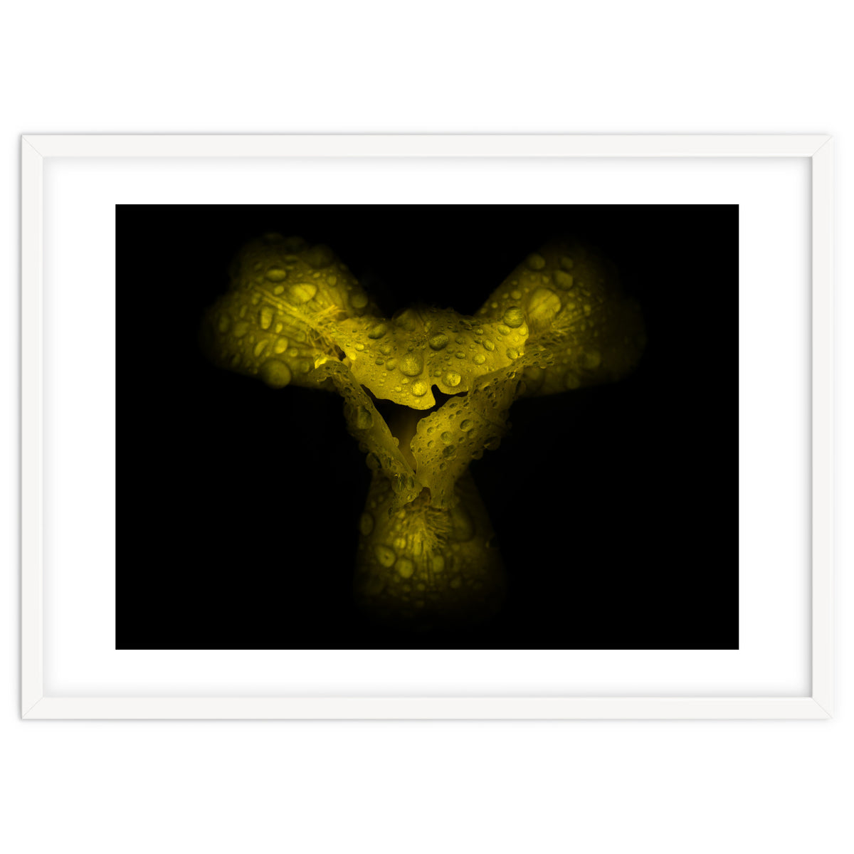 Backyard Flowers No 70 Color Version