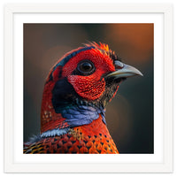 Close Up Pheasant Bird