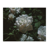 Dark Paradise (Print Only) thumbnail