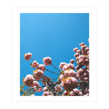 Pink Summer (Print Only) thumbnail