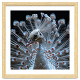 Albino Peacock Displaying White Feathers thumbnail