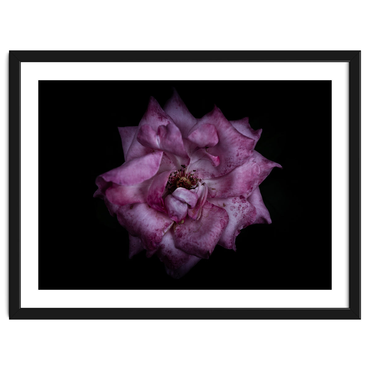 Backyard Flowers No 111 Color Version