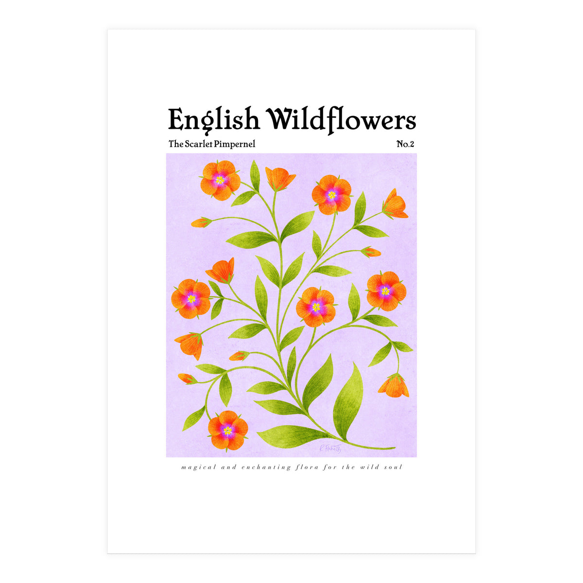 English Wildflowers | Scarlet Pimpernel  (Print Only)