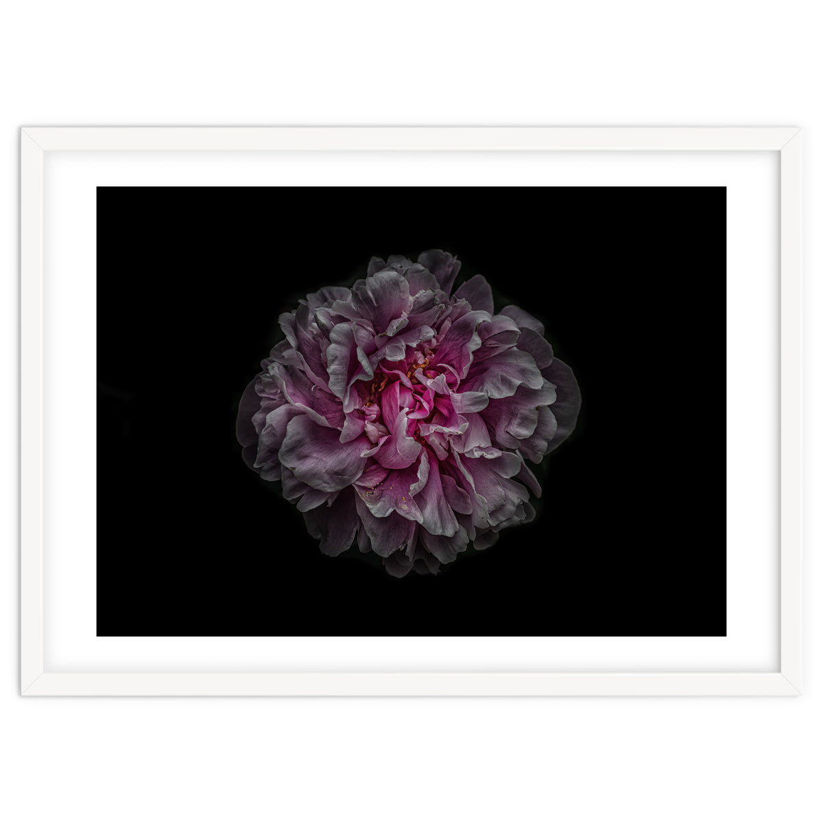 Backyard Flowers No 116 Color Version