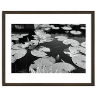 Lotus Pond | Black & White Landscape