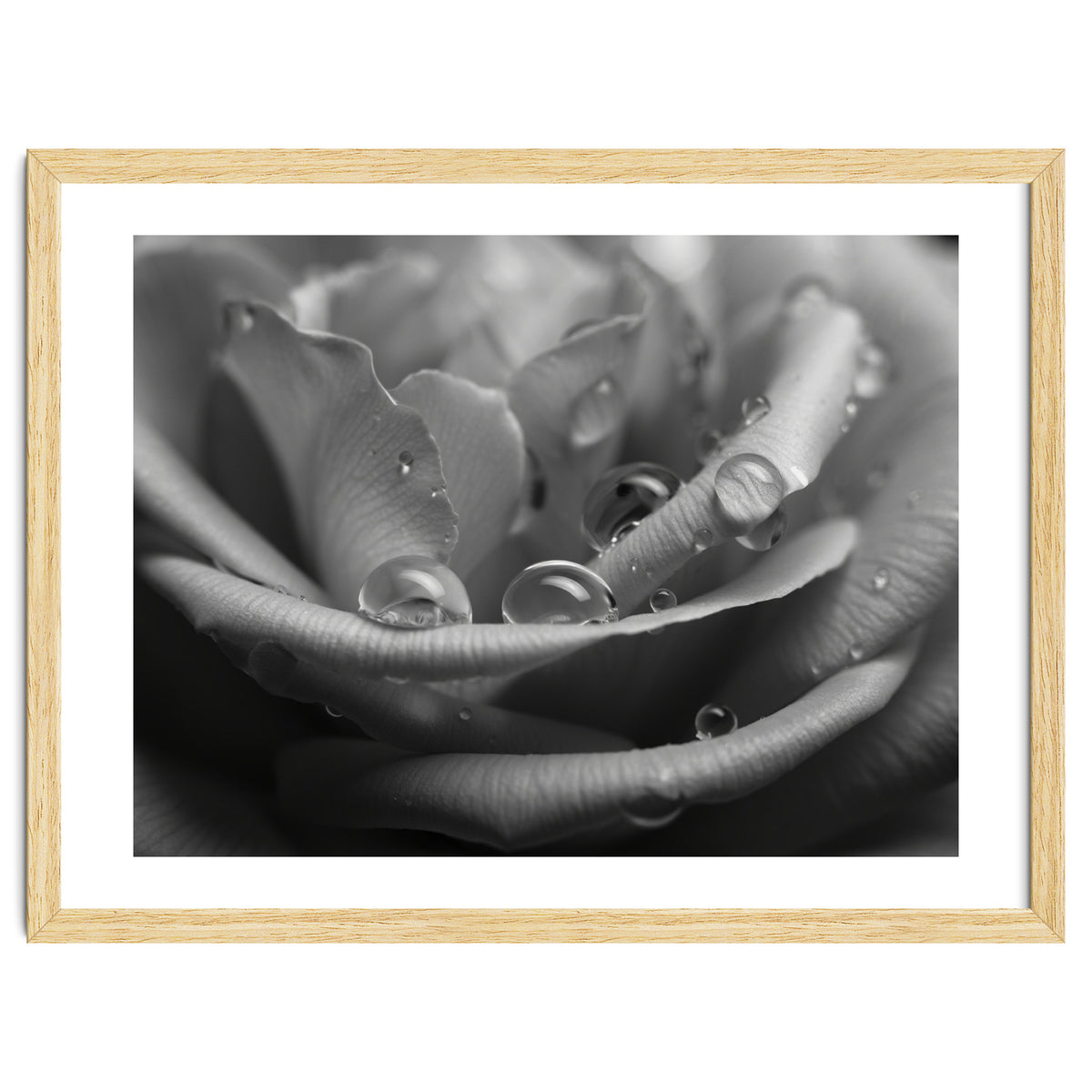 Ethereal Monochromatic Rose Petal Macro