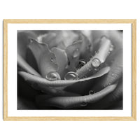 Ethereal Monochromatic Rose Petal Macro