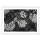 Hydrangeas | Black & White Landscape thumbnail