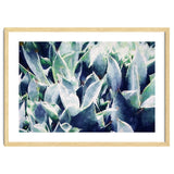 Cactus Garden thumbnail