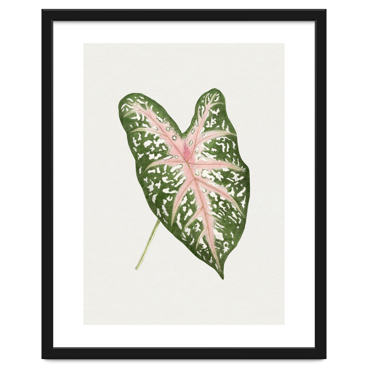 Caladium ‘Carolyn Whorton’ Leaf (Hand Drawn Illustration)