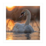 Majestic Swan Swimming At Sunrise Serene Water (Print Only) thumbnail