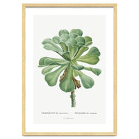 Pierre-Joseph Redouté – Sempervivum Canariense (1799)