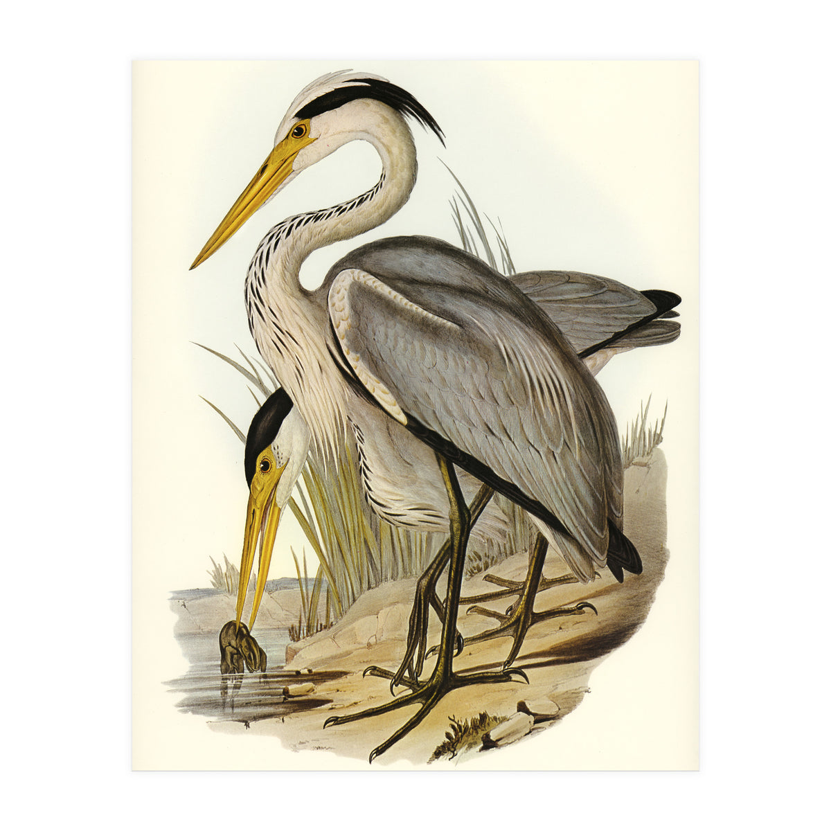 Elizabeth Gould – Great Grey Heron (Ardea leucophaea) | Birds of Australia Illustration (Print Only)