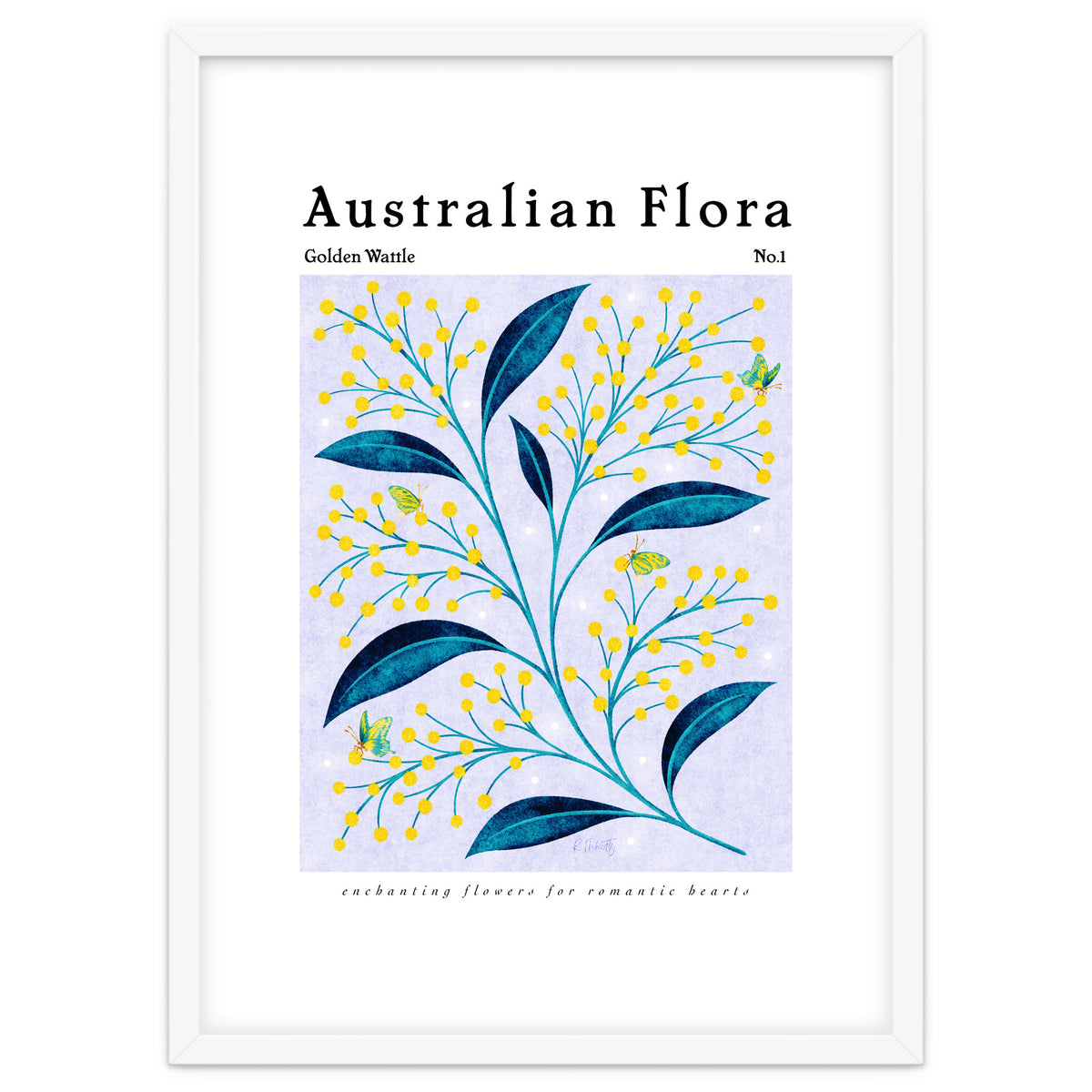 Australian Flora: Golden Wattle