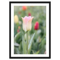Ethereal Elegance: The soft pink tulip