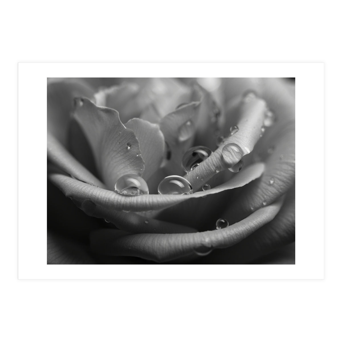 Ethereal Monochromatic Rose Petal Macro (Print Only)