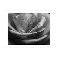 Ethereal Monochromatic Rose Petal Macro (Print Only)
