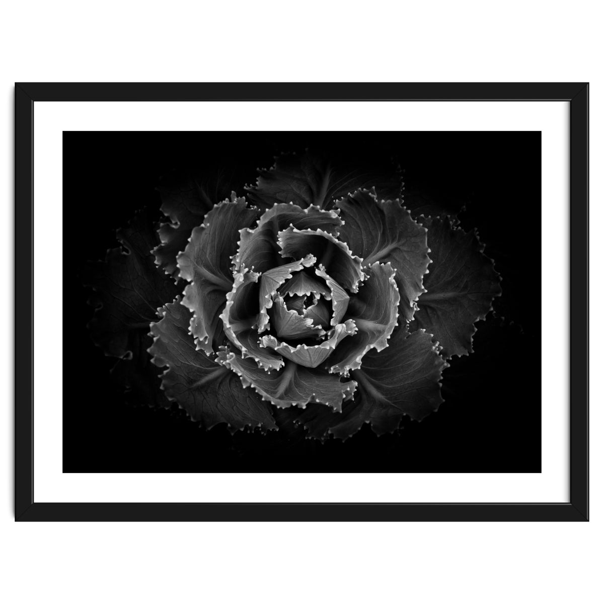 Backyard Flowers In Black And White No 101