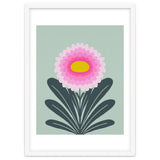 Chrysanthemum - turquoise and pink thumbnail