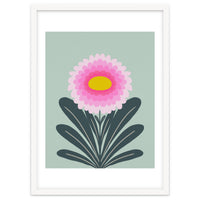 Chrysanthemum - turquoise and pink