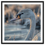 Close Up Of A Swan Covered In Frost thumbnail