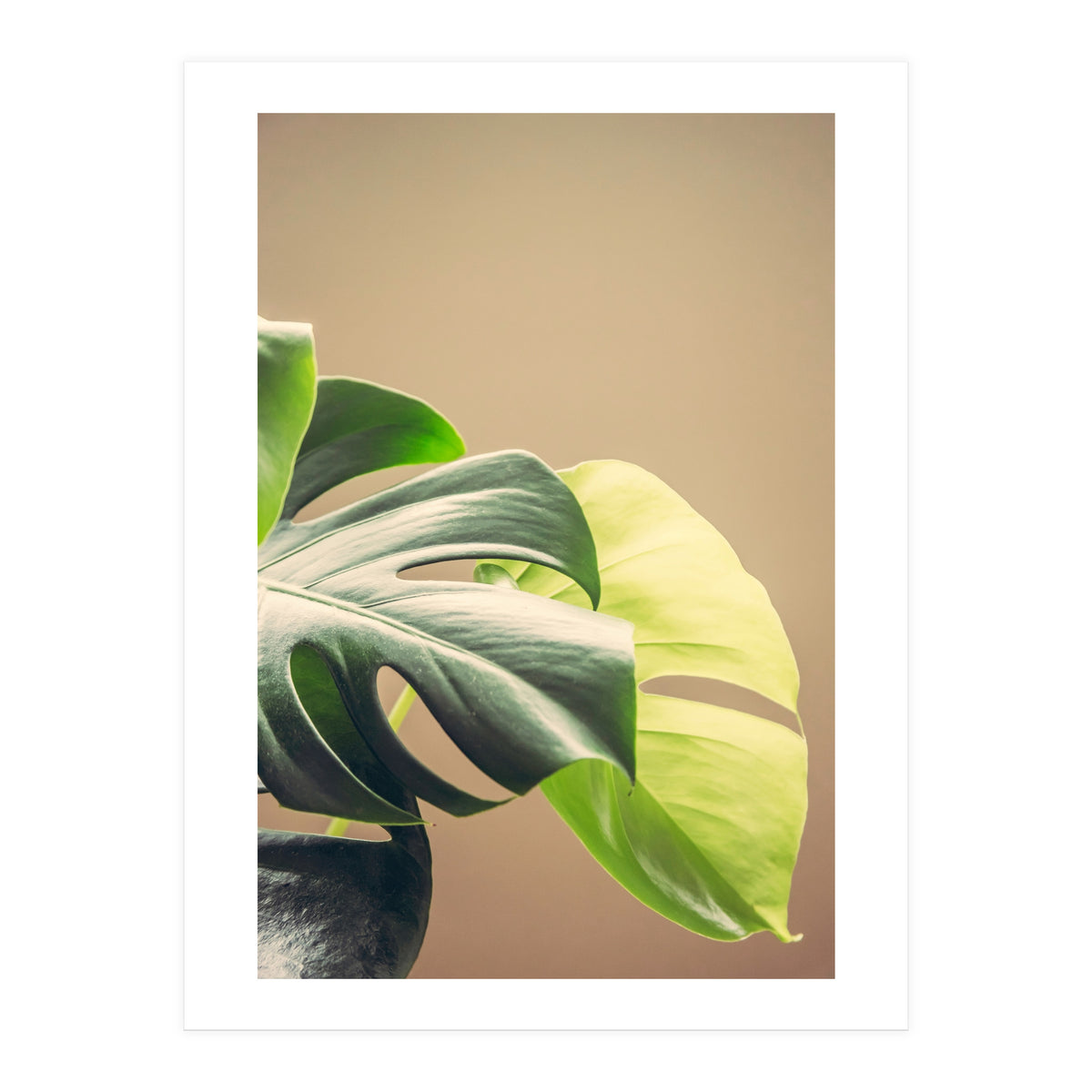 Dark And Light (Print Only)