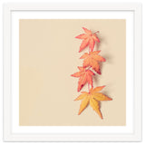 Maple In Pastel thumbnail