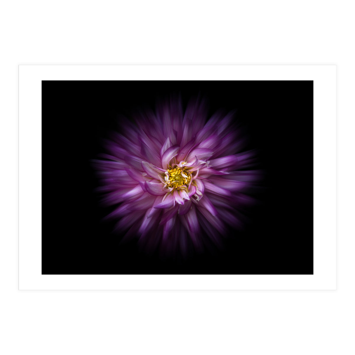 Backyard Flowers No 20 Color Flow Version (Print Only)