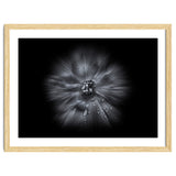 Backyard Flowers In Black And White No 66 Flow Version thumbnail