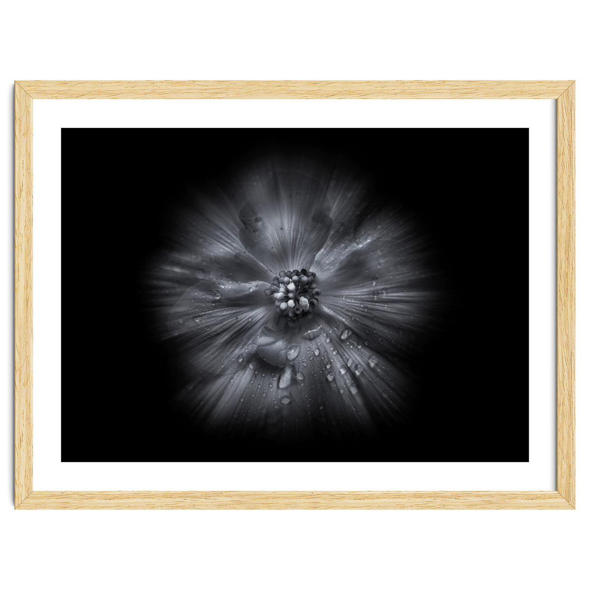 Backyard Flowers In Black And White No 66 Flow Version