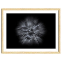 Backyard Flowers In Black And White No 66 Flow Version