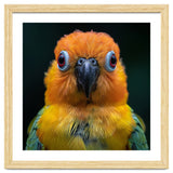 Close Up Sun Conure Parrot Portrait Eyes thumbnail