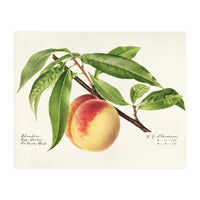 Royal Charles Steadman – Peach Twig (Prunus persica) (1918) (Print Only)