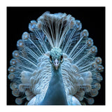 Majestic White Peacock Displaying Its Feathers (Print Only) thumbnail