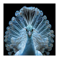 Majestic White Peacock Displaying Its Feathers (Print Only)