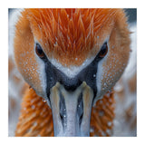 Close Up Of A Pelican's Beak With Water Droplets (Print Only) thumbnail