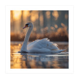 Majestic Swan Gliding On Water At Sunset (Print Only) thumbnail