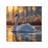 Majestic Swan Gliding On Water At Sunset (Print Only)