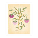 Vintage Fruits (Print Only) thumbnail
